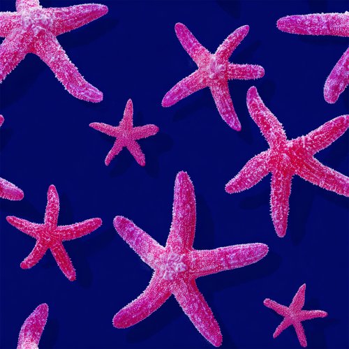 pink starfish on blue background